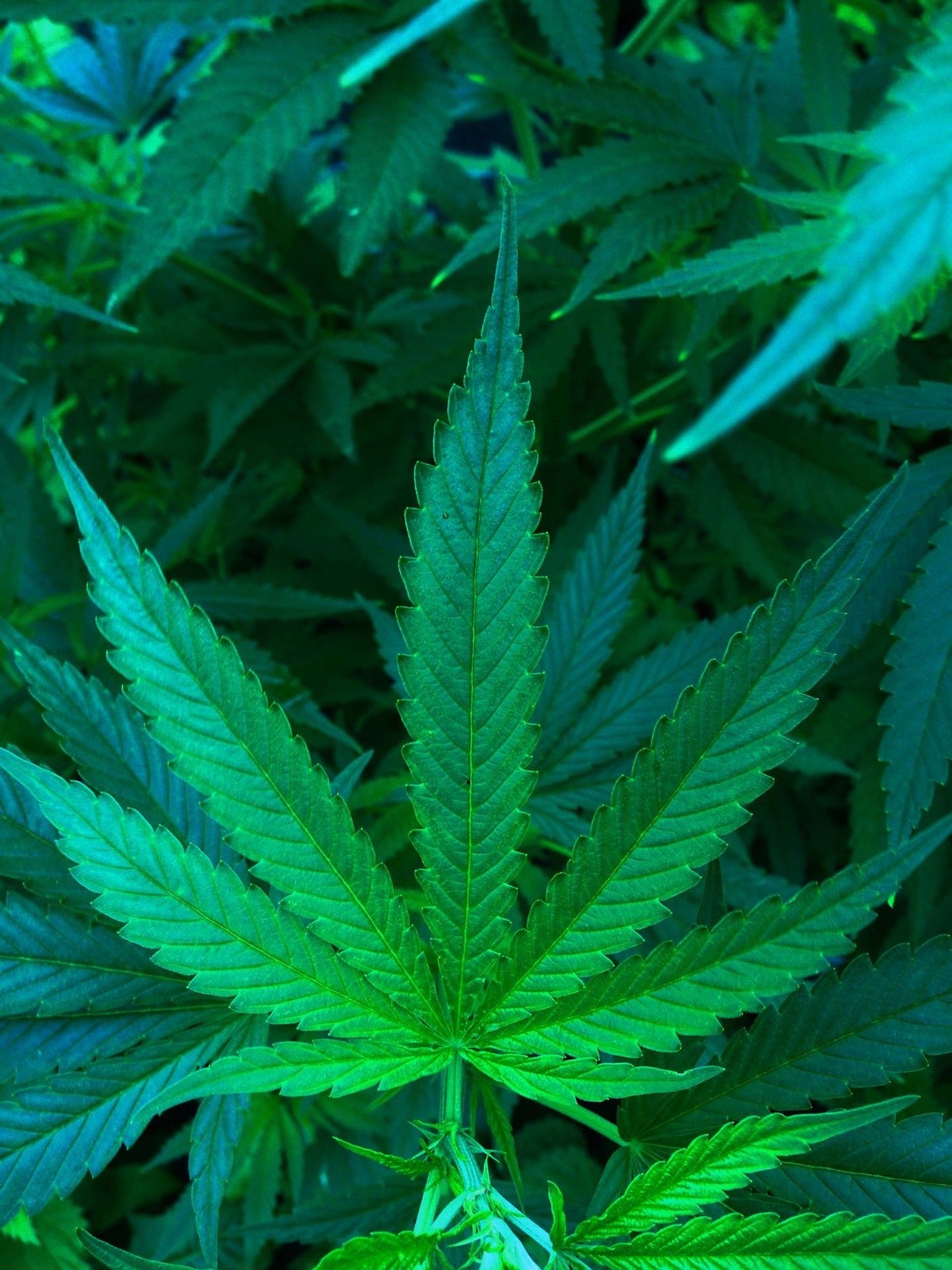 Hemp's Journey - From Field to Fabric
